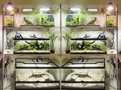 四層大容量金魚養殖架成功案例分享