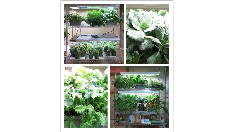 農場牧場畜牧業 蔬菜種植花卉培養育苗架 可移動鍍鉻線網貨架