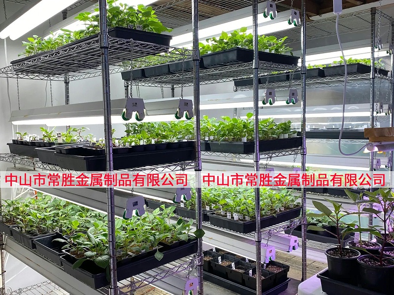 商用室內(nèi)種子培育架種植架案例分享(2)