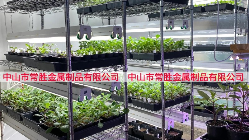 商用室內種子培育架種植架案例分享