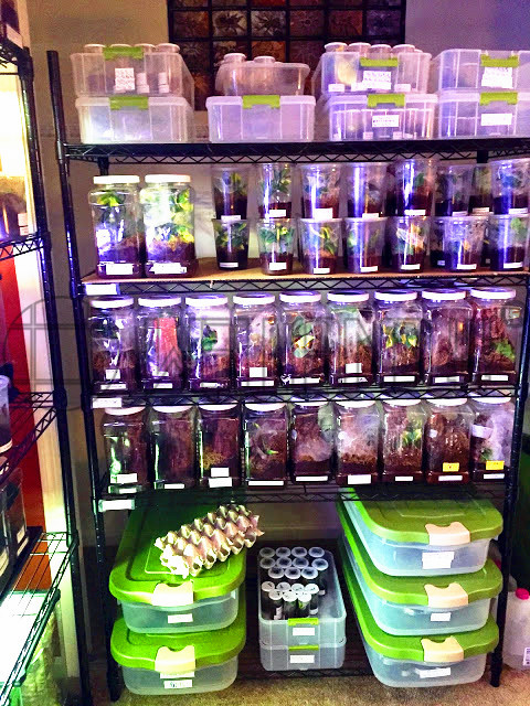 植物養殖架昆蟲養殖金屬線網架子-川井 (2)