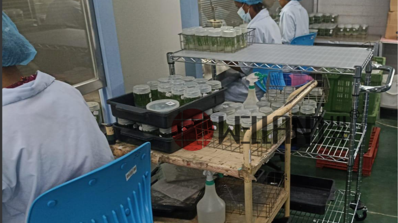 植物培養分揀推車成功案例分享